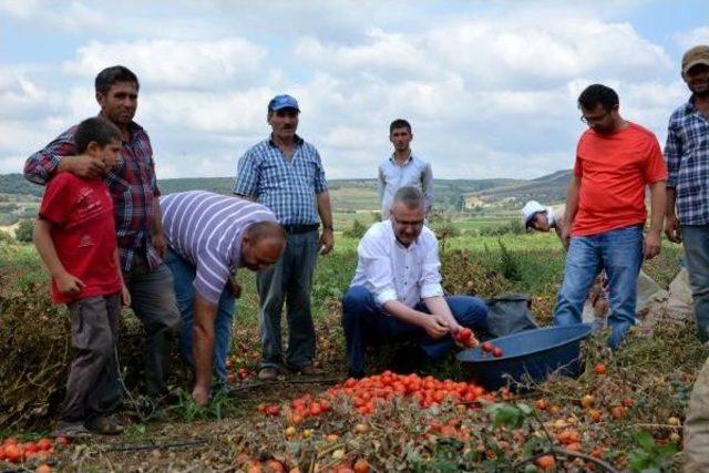 Karacabey'de Salçalık Domates Hasadı Başladı