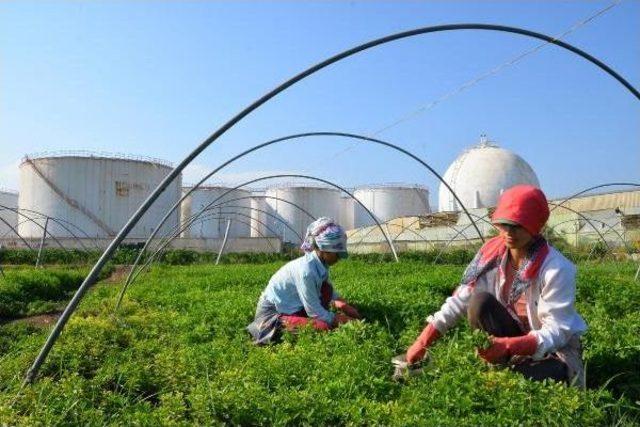 Mersin'de Akaryakıt Tankı Tehlikesi