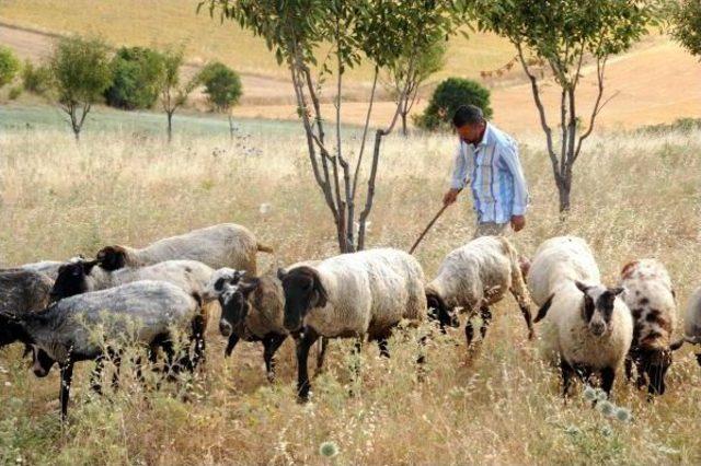 Taliban Zulmünden Kaçtı, Kamyonet Kasasında Yaşıyor