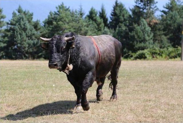 Karadeniz Ve Ege'nin Şampiyon Boğaları Karşı Karşıya Geliyor