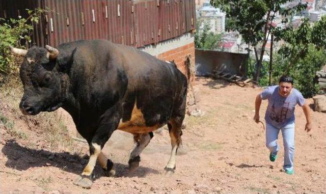 Karadeniz Ve Ege'nin Şampiyon Boğaları Karşı Karşıya Geliyor