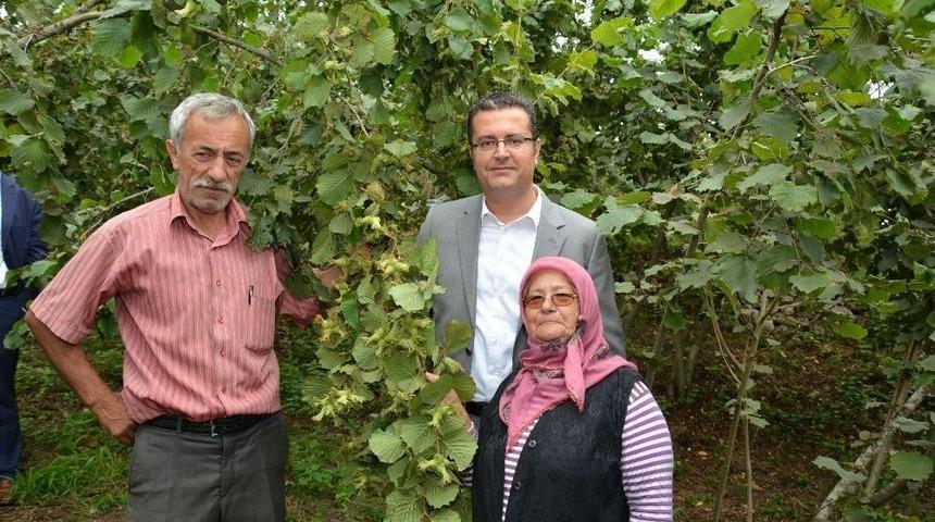 Fındıkta &Ouml;rnek Bah&ccedil;elerin Verimi Arttı