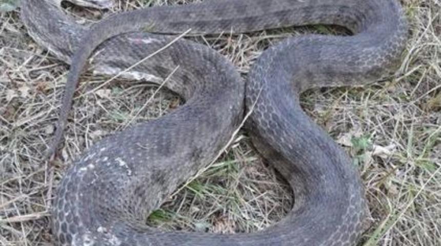 Hopa Engereği Korkuttu