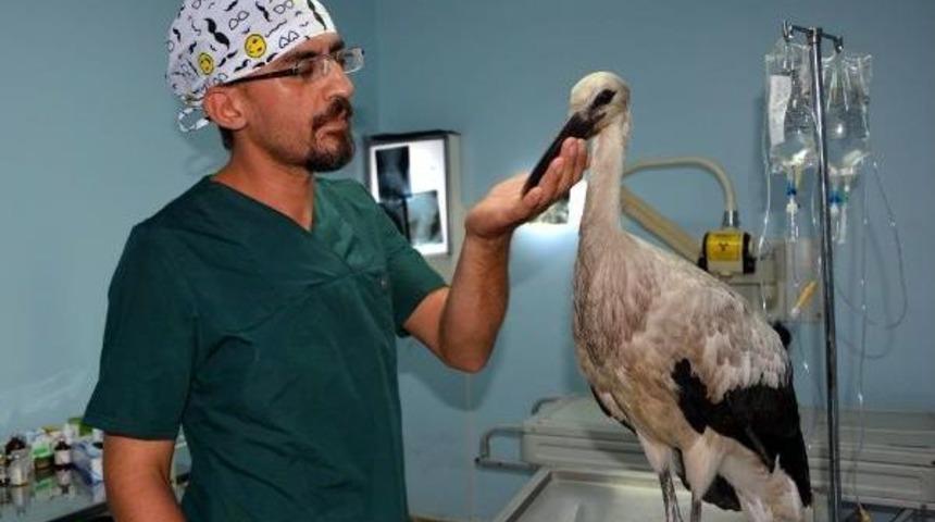 Karabük'te Yaralı Leylek Tedavi Edildi