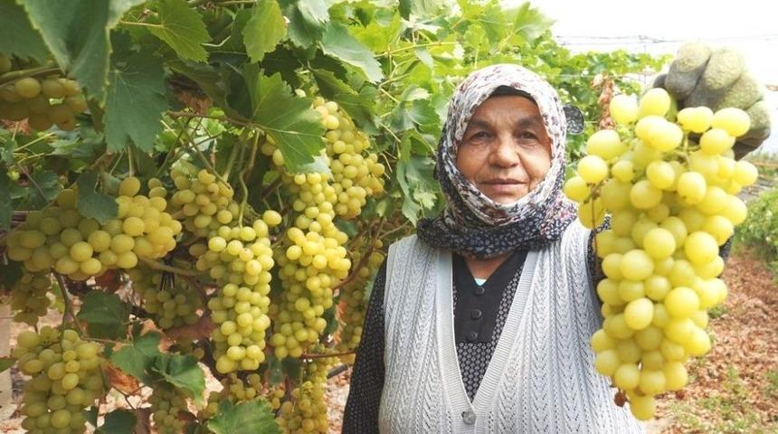 Sarıg&ouml;l&rsquo;de &Uuml;z&uuml;m Hasadına Başlandı