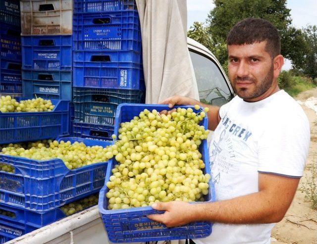 Sarıg&ouml;l&rsquo;de &Uuml;z&uuml;m Hasadına Başlandı 1