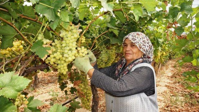Sarıg&ouml;l&rsquo;de &Uuml;z&uuml;m Hasadına Başlandı 2