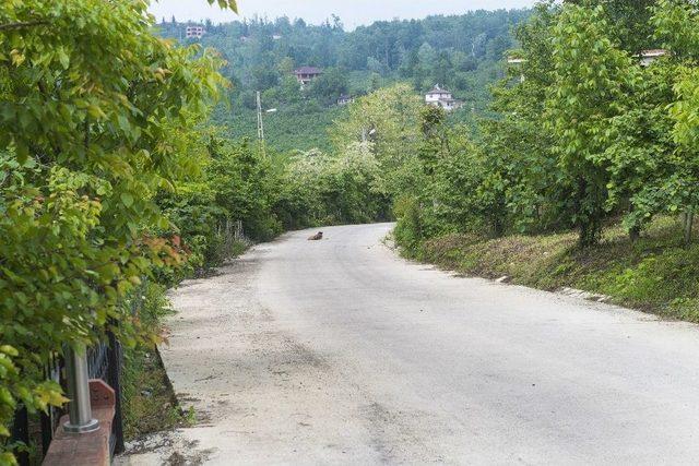 Altınordu’da Beton Yol Seferberliği