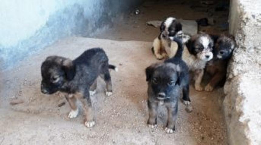 7 Tane Yavru K&ouml;peği &Ccedil;uvalla İnşaata Attılar