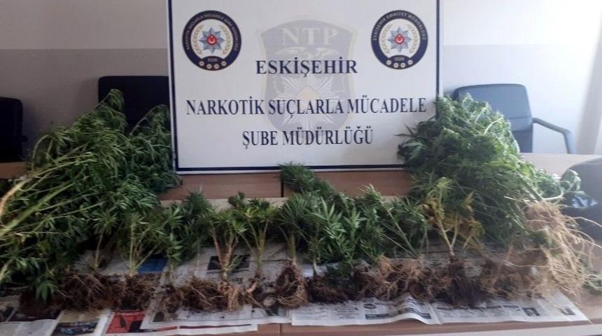 Saksıda Hint Keneviri Yetiştirmiş