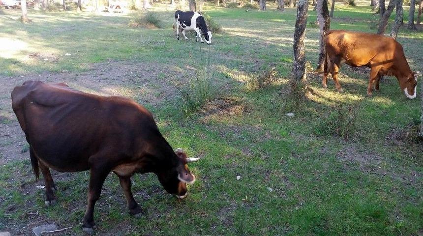 Besicilerden &lsquo;kurban Hissesi&rsquo; Uyarısı