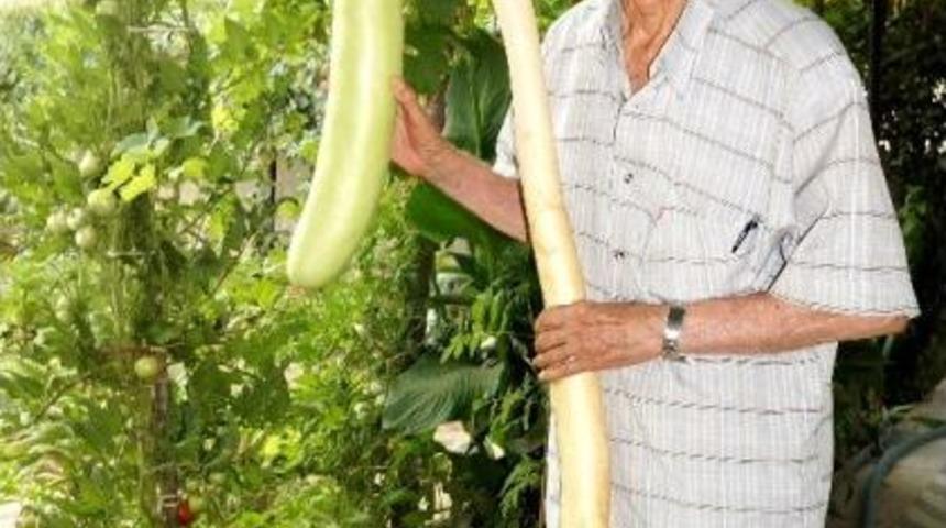 78&rsquo;lik Dedenin Yılan Kabağı Tutkusu