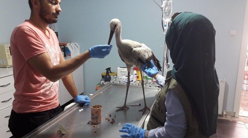 Yaralı Leylek Tedavi Edildi