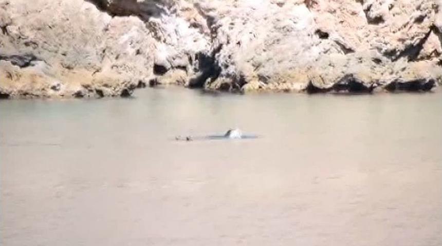 Akdeniz Foku &rsquo;kuzu &Ccedil;evirirken&rsquo; G&ouml;r&uuml;nt&uuml;lendi