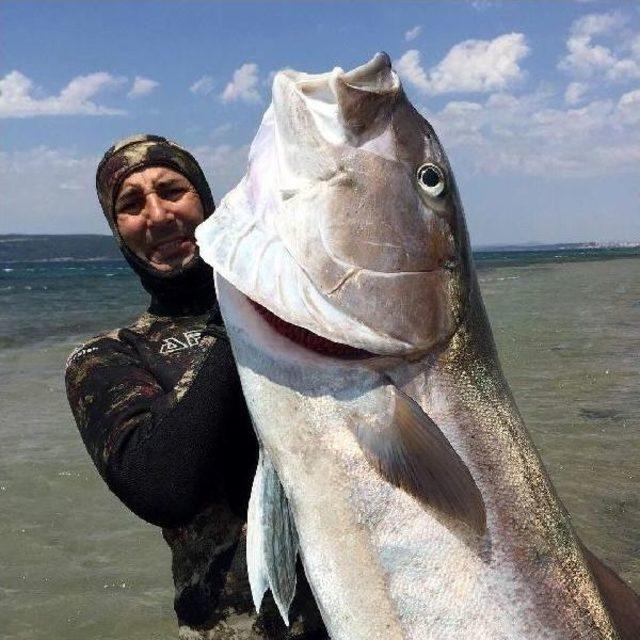 2 Metre Boyunda, 68 Kilo Ağırlığında Akya Avladı