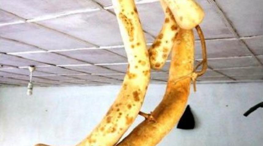 Onun Tutkusu 'yılan Kabağı' Yetiştirmek