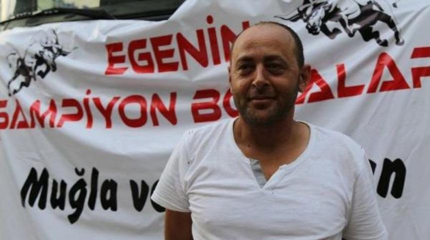 Aydın Ve Muğla&rsquo;Dan Gelen Boğalara Artvin&rsquo;De Karşılama