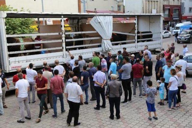 Aydın Ve Muğla’Dan Gelen Boğalara Artvin’De Karşılama