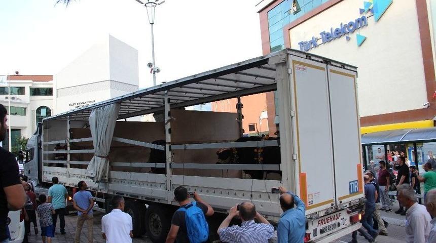 Şampiyon Boğalar Artvin&rsquo;de Arenaya &Ccedil;ıkacak