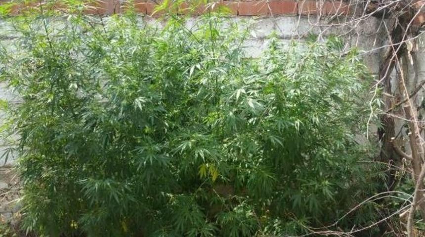 Komşusunun Bah&ccedil;esinde Hint Keneviri Yetiştirdi