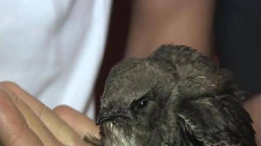 Zeytinburnu'nda Ebabil Kuşu Bulundu