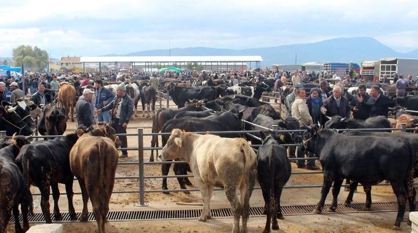 U&ccedil;maklıoğlu: &ldquo;ithalat Et Fiyatlarını D&uuml;ş&uuml;rm&uuml;yor&rdquo;