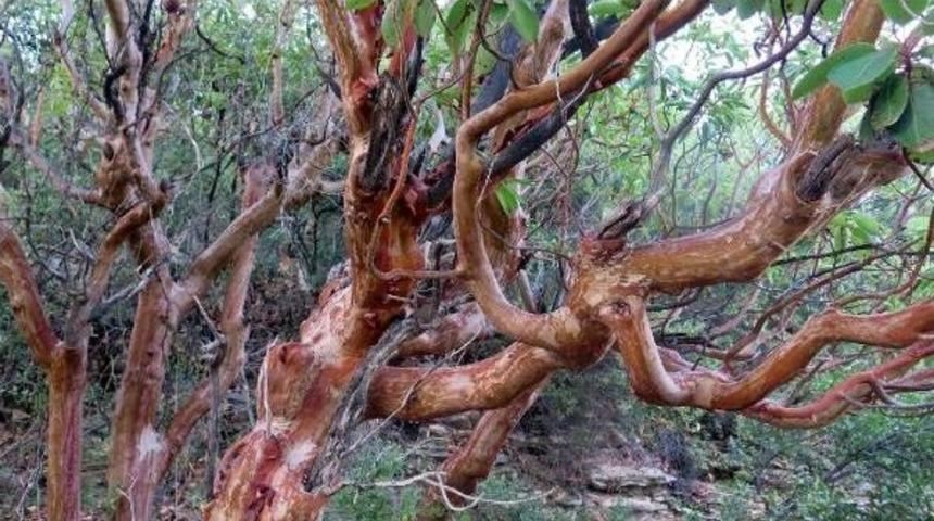 Tarihi Ve Doğal G&uuml;zellikler Bir Arada