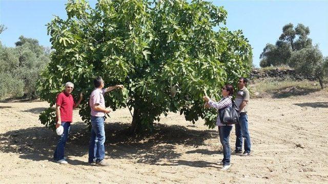 Ege’yi Bunaltan Sıcaklar İncir Üreticisini Sevindirdi