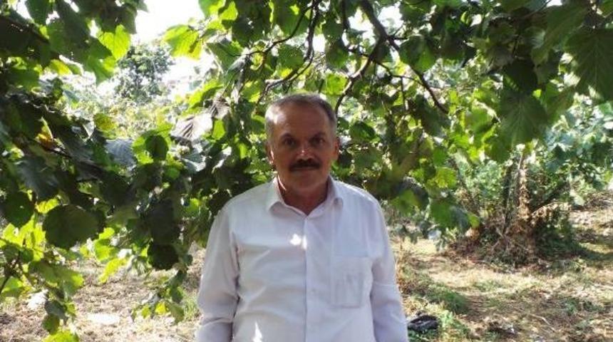 Suriyeli'ler Fındık Hasadında &Ccedil;alışabilecek