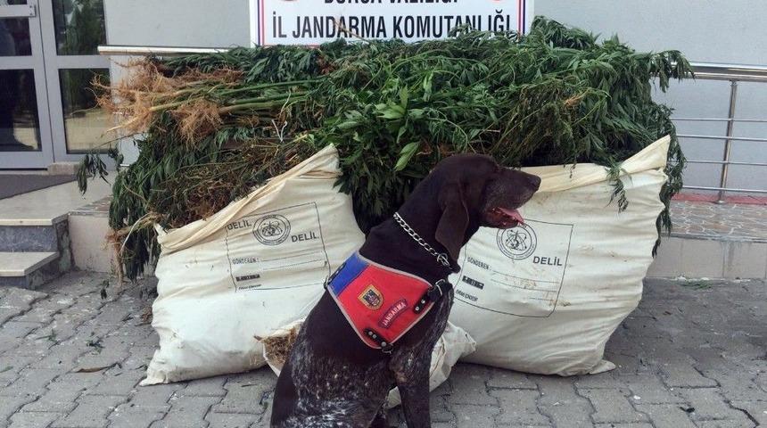 Ormanı Uyuşturucu Tarlasına &Ccedil;evirdiler