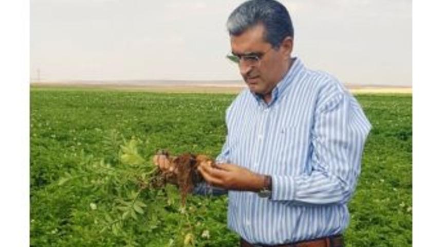 Konya Şeker&rsquo;den Patates &Uuml;reticisine 5 Milyon 200 Bin Lira Avans