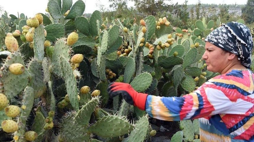 Dikenli İncirin Geleceği Tanıtımda