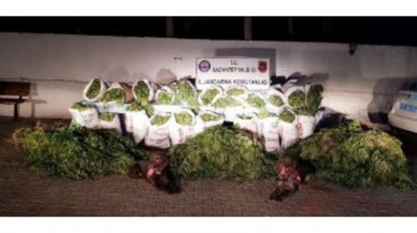 Oğuzeli'nde 199 Kilo Esrar Ele Ge&ccedil;ti