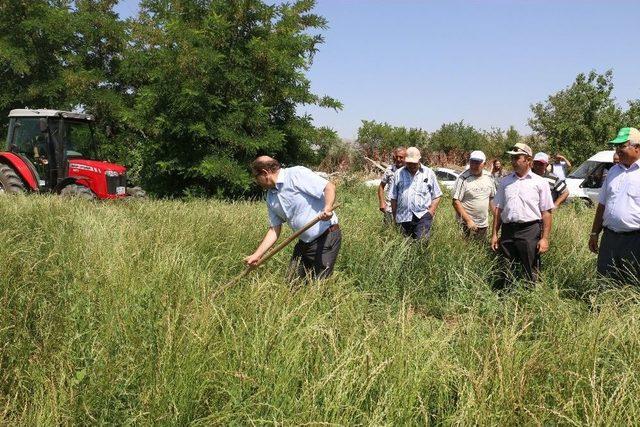 Erzincan’da İlk Kez İtalyan Çimi Alternatif Yem Bitkisi Tarla Günü Düzenlendi