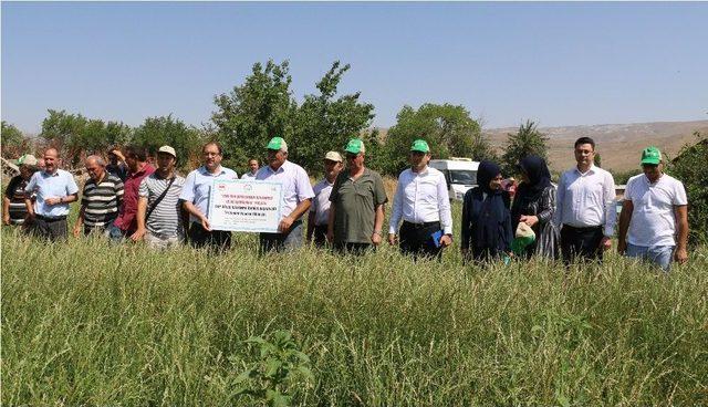 Erzincan’da İlk Kez İtalyan Çimi Alternatif Yem Bitkisi Tarla Günü Düzenlendi