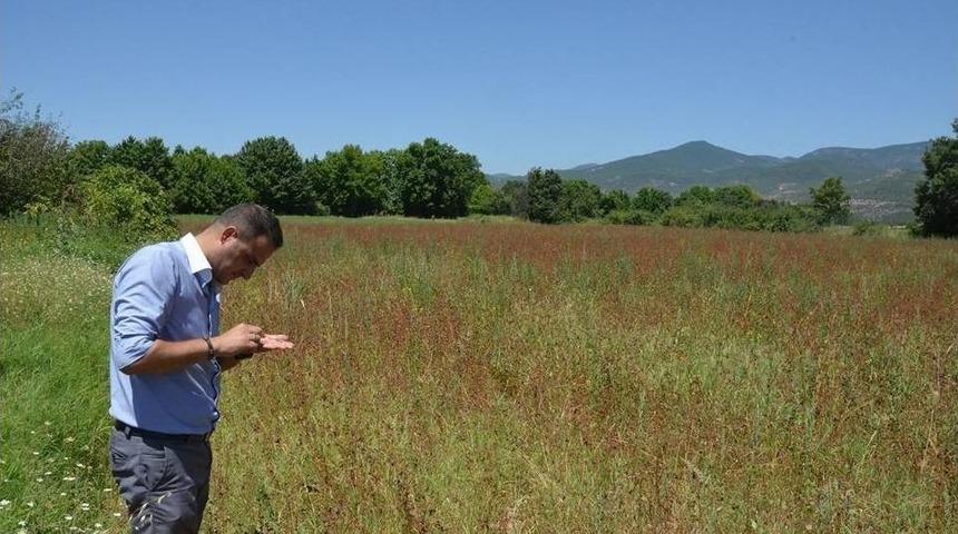 Simav&rsquo;da &rsquo;kara Buğday&rsquo; Hasadı Başladı