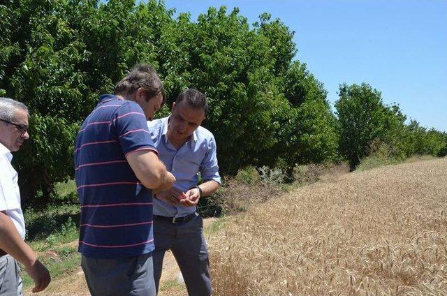 Simav’da ’kara Buğday’ Hasadı Başladı