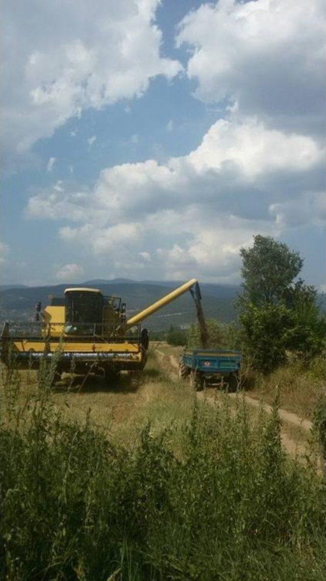 Simav’da ’kara Buğday’ Hasadı Başladı