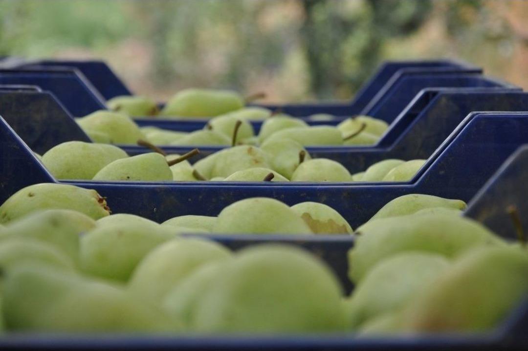 İneg&ouml;l&rsquo;de Armut Hasadı Başladı