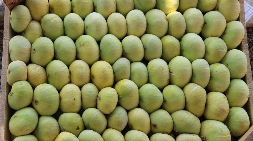 Mut&rsquo;ta İncir Altın Yılını Yaşıyor