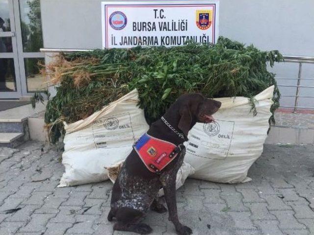 Ormanlık Alana Hintkeneviri Ekip 4 Kilometre Su Borusu Döşemiş