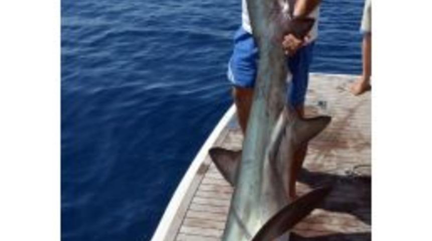 Antalya&rsquo;da 5 Metrelik K&ouml;pek Balığı Oltaya Takıldı