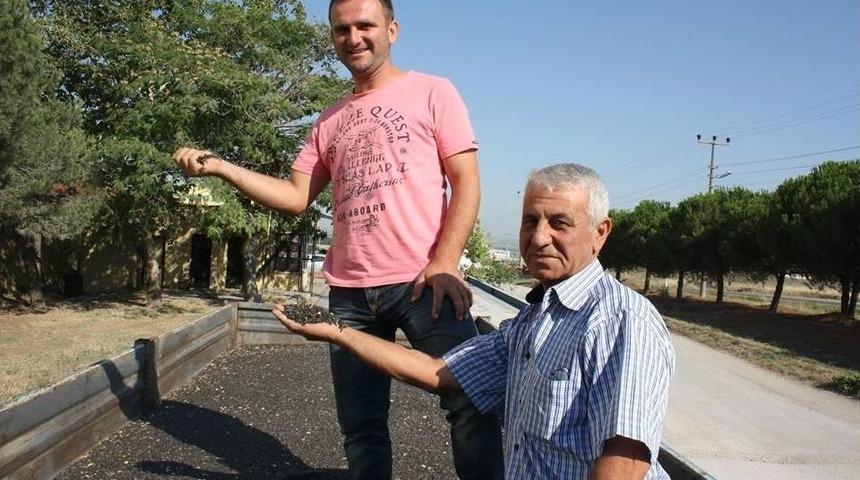 Keşan’da Yılın İlk Ayçiçeği 2 Liradan Satıldı