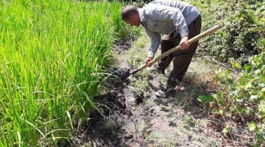 &Ccedil;ukurca'da Yaban Domuzları Pirin&ccedil; Tarlalarına Zarar Veriyor