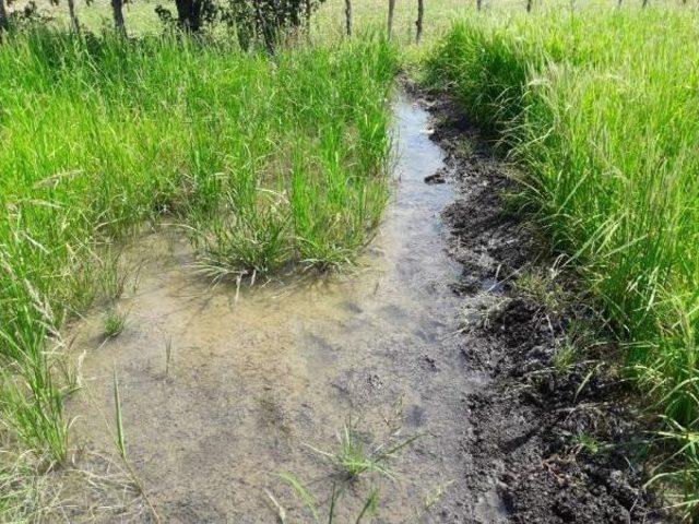 Çukurca'da Yaban Domuzları Pirinç Tarlalarına Zarar Veriyor