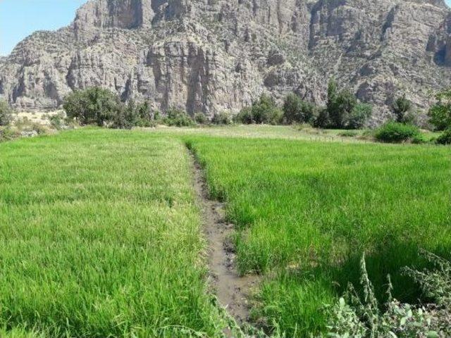 Çukurca'da Yaban Domuzları Pirinç Tarlalarına Zarar Veriyor