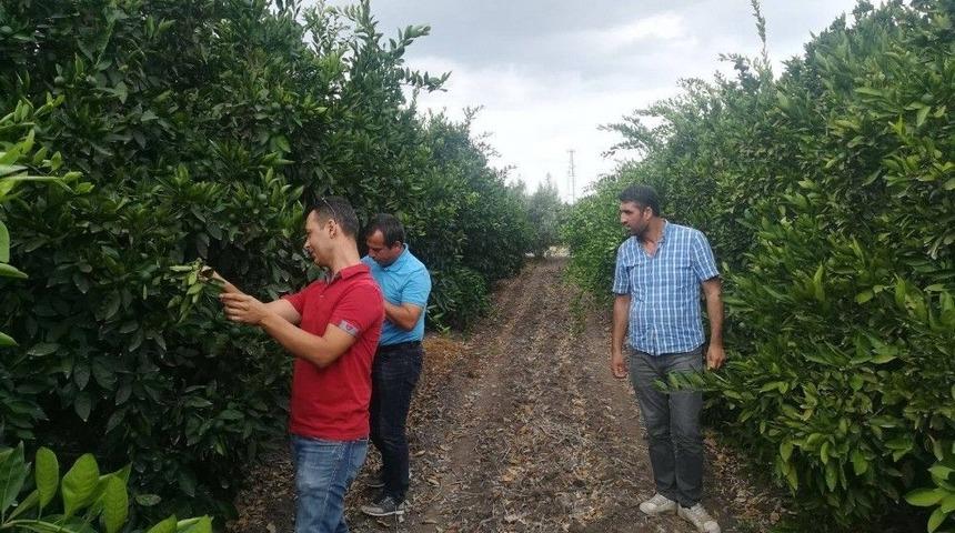 Akdeniz Meyve Sineği İle M&uuml;cadele Timi G&ouml;revde