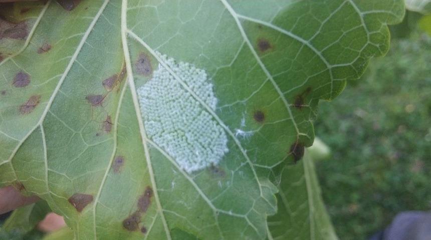 Amerikan Beyaz Kelebeğine Karşı Biyolojik M&uuml;cadele