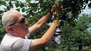 Fındık Üreticisine Hasat Uyarısı