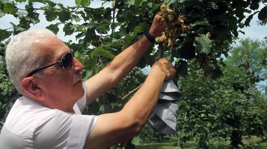 Fındık Üreticisine Hasat Uyarısı